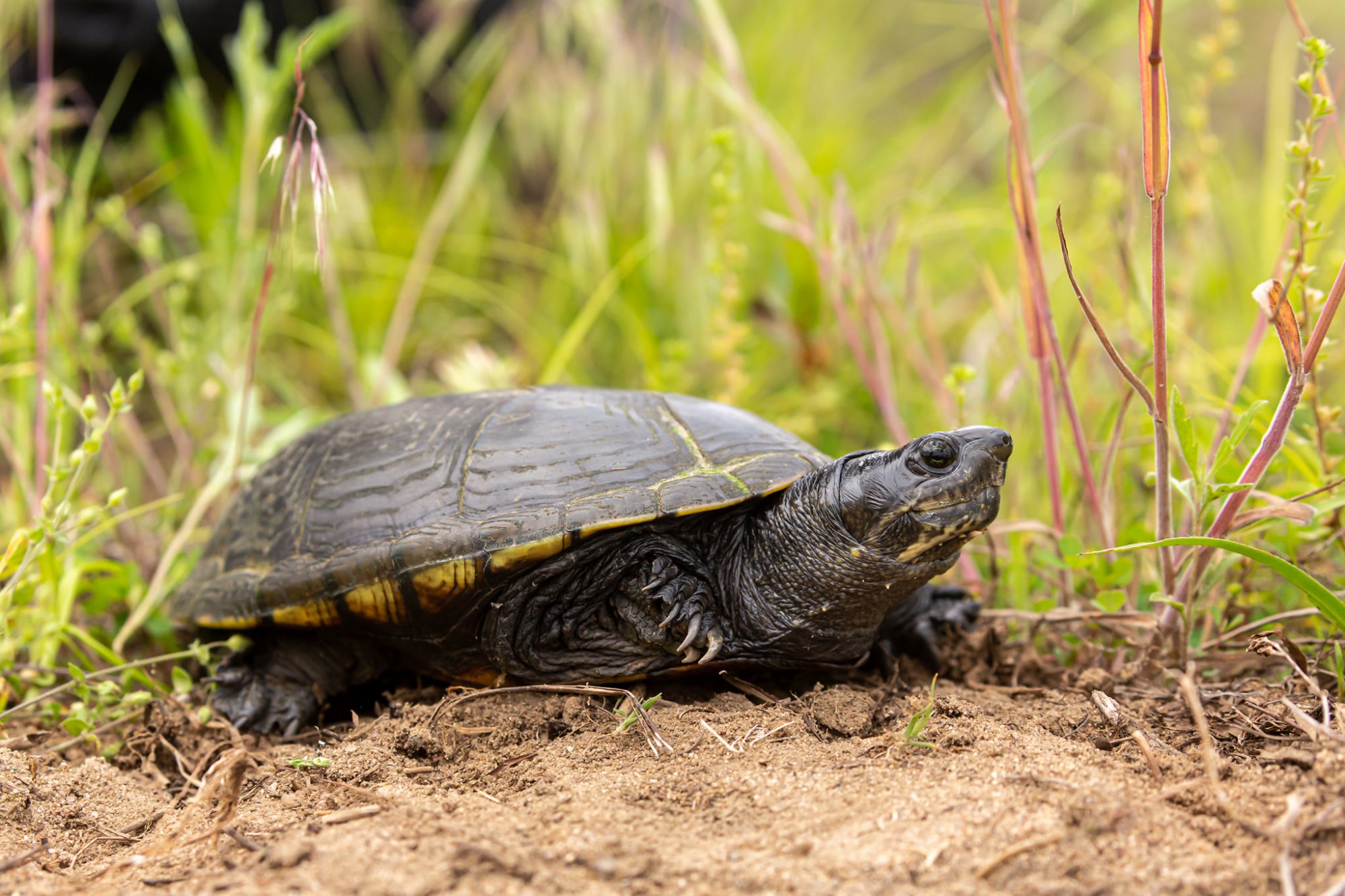 Yellow Mud Turtle